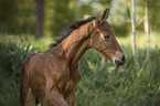 Warmblood foal