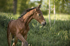 Warmblood foal