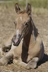 lying Warmblood Foal