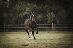 galloping Warmblood