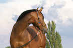 warmblood portrait