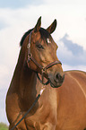 warmblood portrait