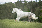 galloping warmbood