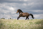 galloping warmbood