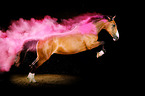 Warmblood with holi colour