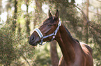 warmblood portrait