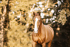 warmblood portrait