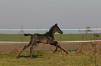 warmblood foal