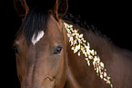 warmblood portrait