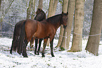 2 horses