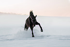 warmblood in the snow