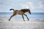 foal at the beach