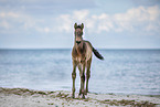 foal at the beach