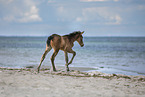 foal at the beach