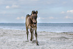 foal at the beach