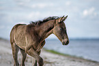 foal at the beach