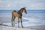 foal at the beach