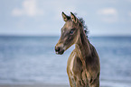 foal at the beach