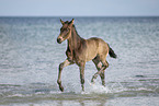 foal at the beach