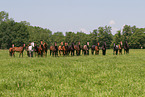 herd of horses