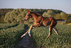 warmblood foal