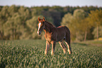 warmblood foal