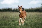 warmblood foal