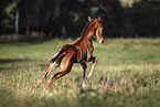 warmblood foal