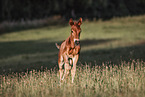 warmblood foal