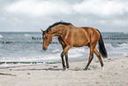 wamblood at the beach