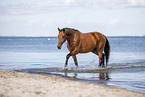 wamblood at the beach