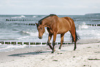 wamblood at the beach