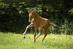 warmblood foal