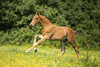 warmblood foal