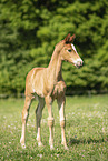 warmblood foal