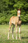 warmblood foal