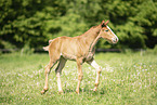 warmblood foal