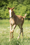 warmblood foal