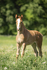 warmblood foal