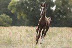 warmblood foal