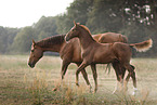 warmbloods