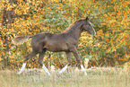 warmblood foal