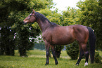 warmblood mare