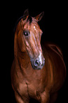 warmblood portrait