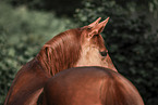 warmblood horse