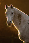 white horse