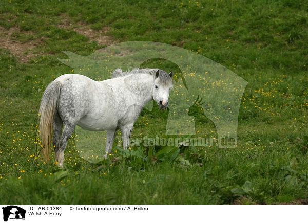Welsh A Pony / Welsh A Pony / AB-01384