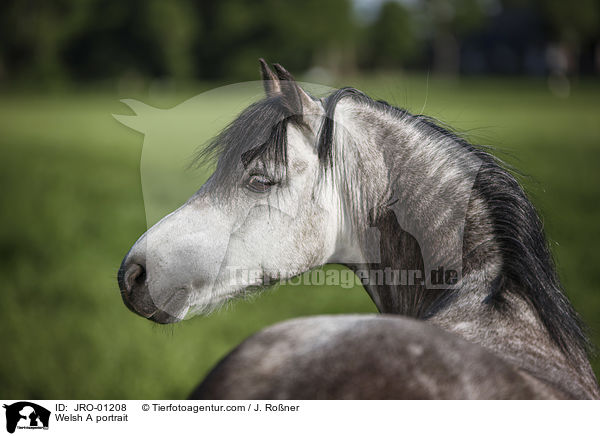 Welsh A portrait / JRO-01208