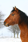 Welsh A Portrait