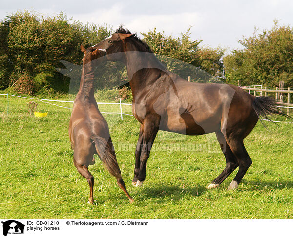 spielende Pferde / playing horses / CD-01210